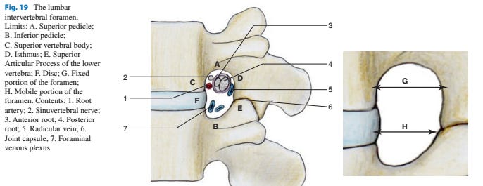 A visual tour of the lumbar nerve roots - Tom’s Newsletter
