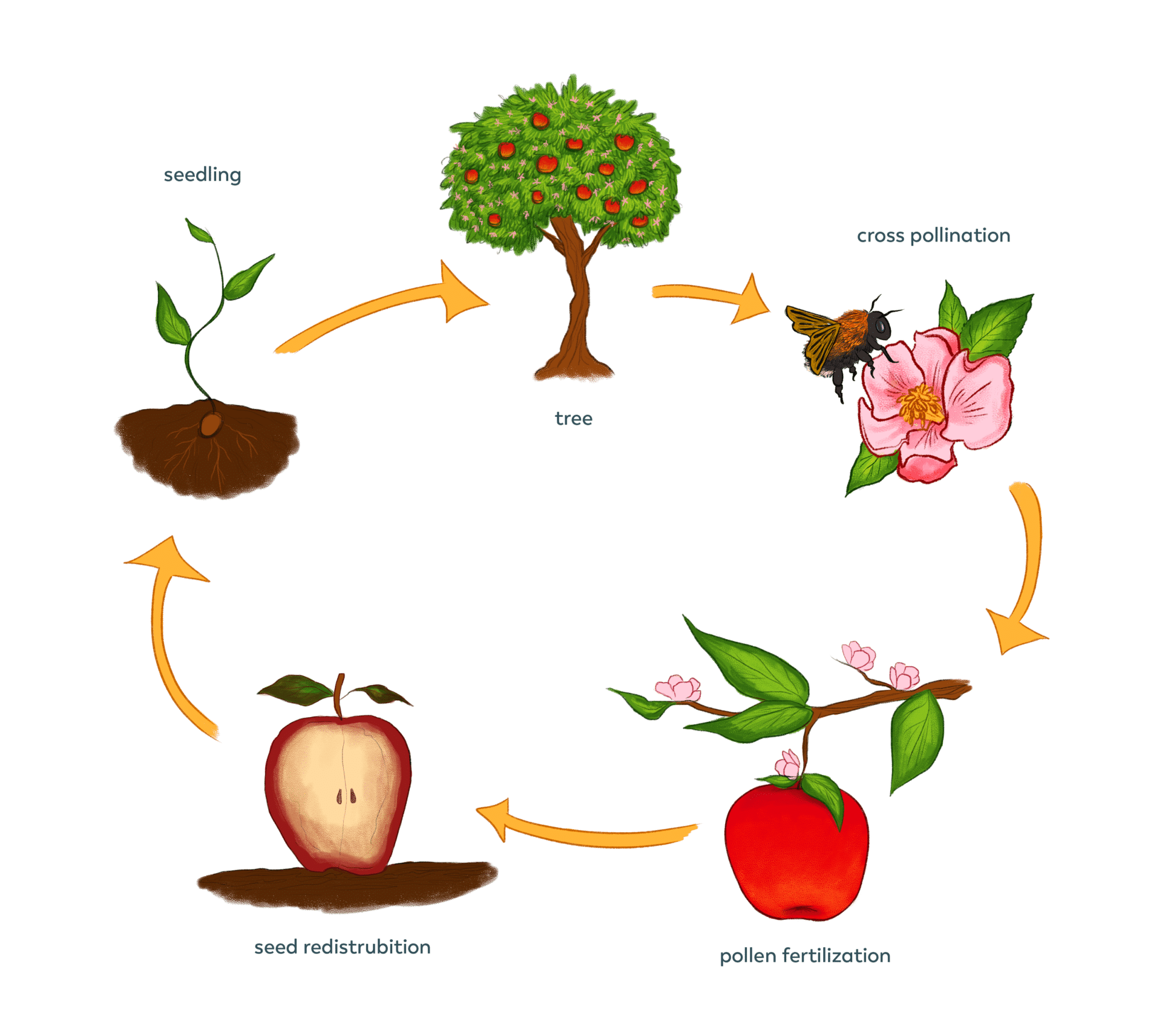 Жизненный цикл растений для детей. Цикл развития растений для детей. Циклы растений. Цикл развития растений для дошкольников. Plant cycle