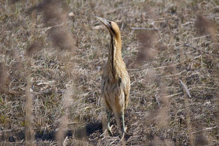 Bird Of The Week Great Bittern Discourse Blog