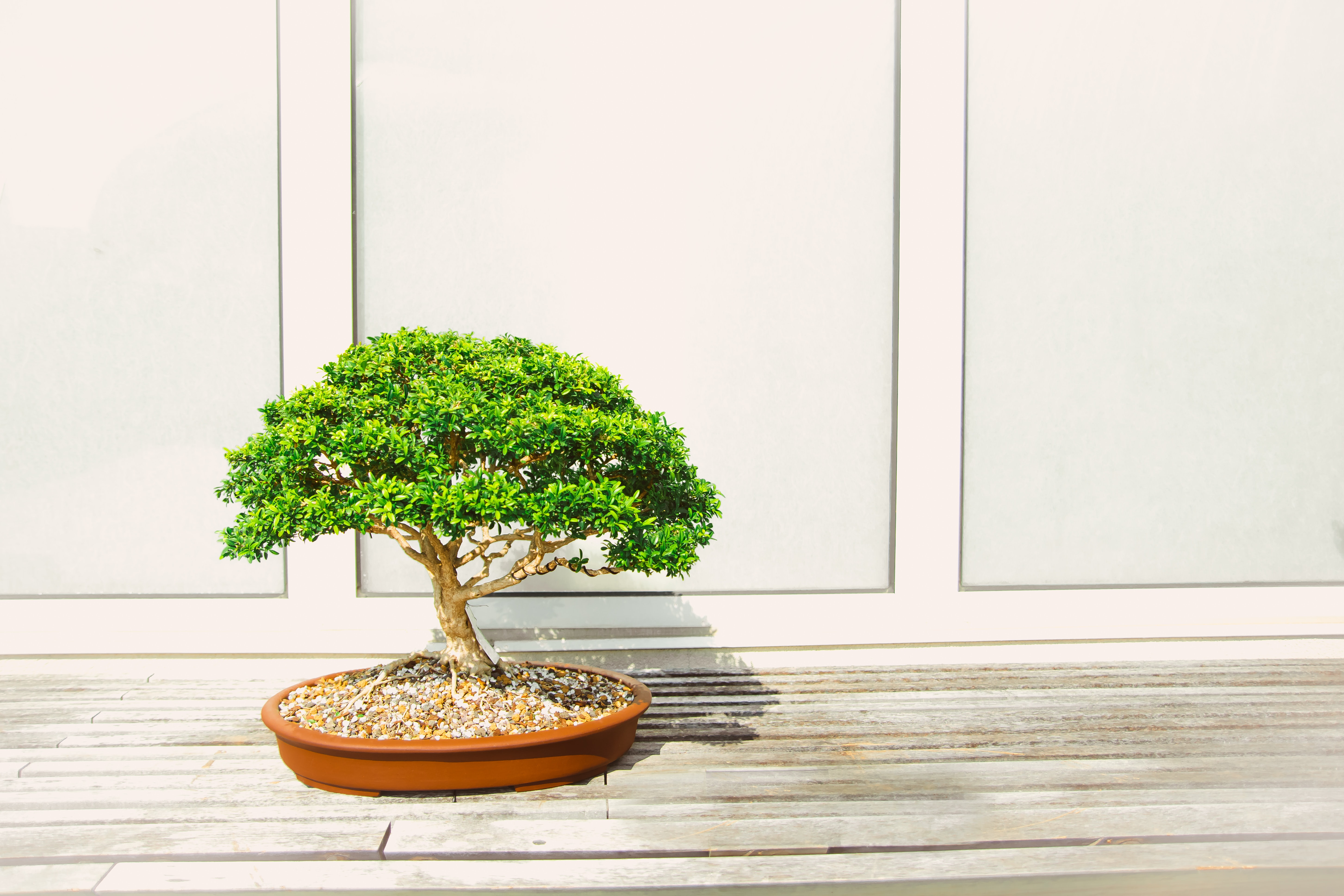 single bonsai tree on wooden floor