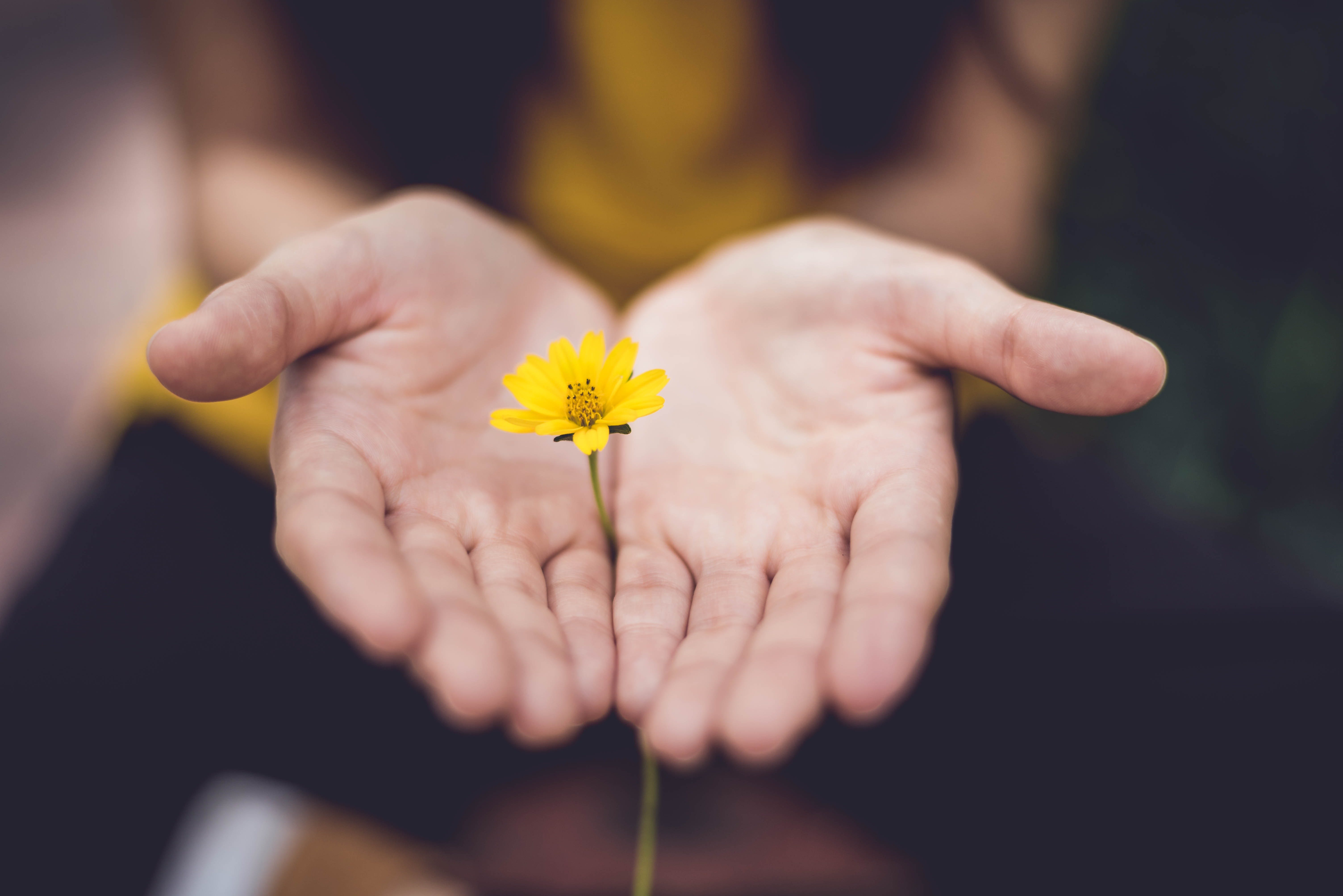 Palm facing upward holding a yellow flower