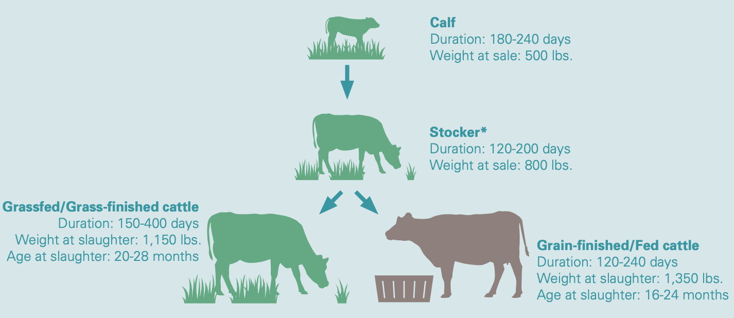 Most Grass-Fed Beef Labeled 'Product of U.S.A.' Is Imported