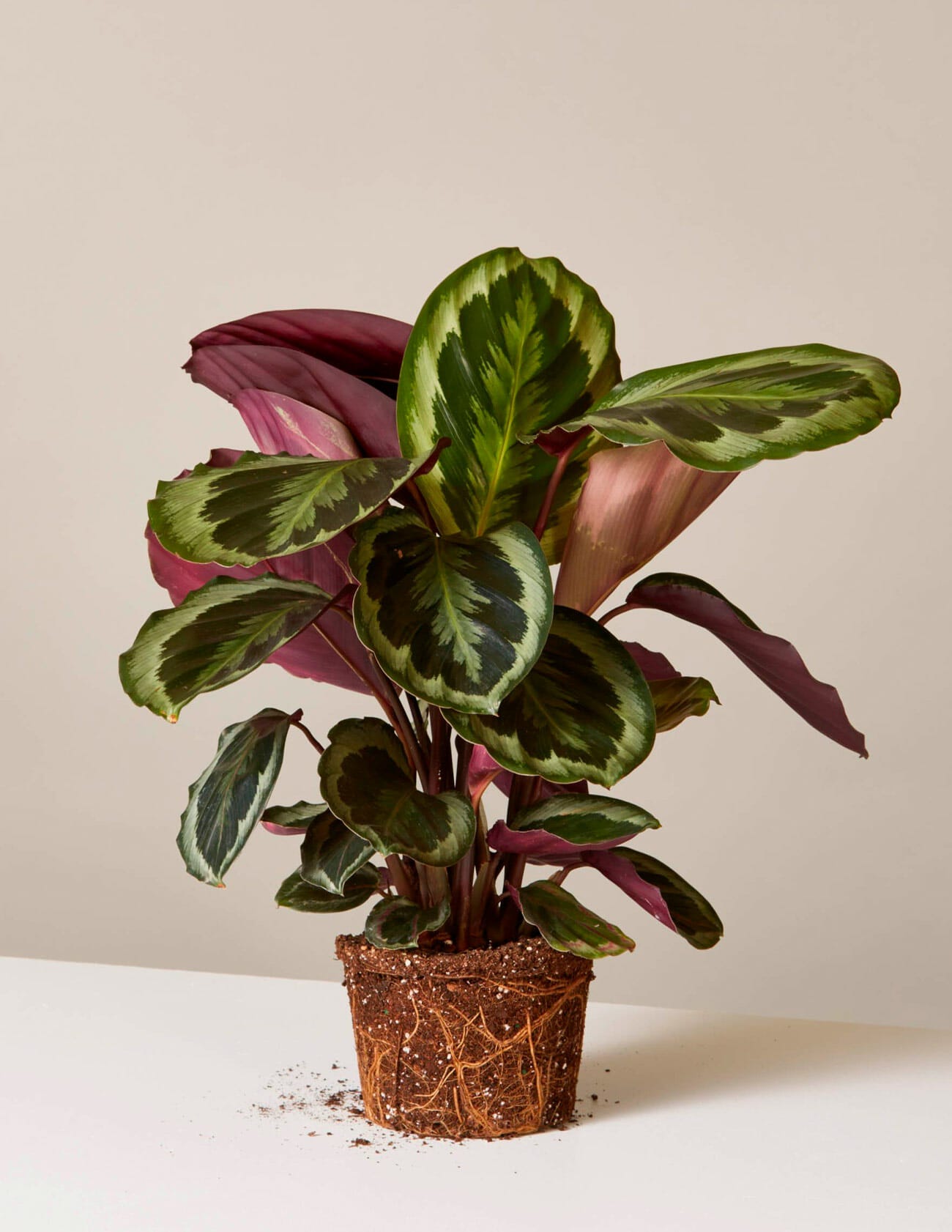 The 10 Best Indoor Plants For Every Kind Of Person