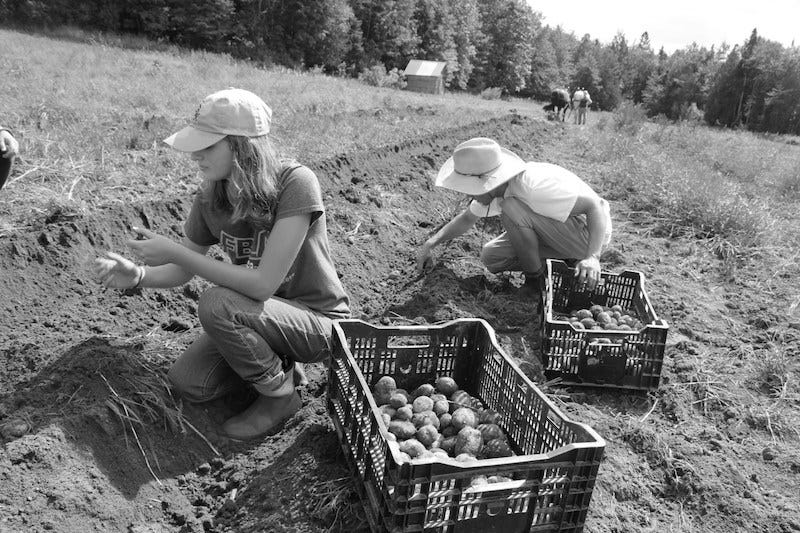 Diary: Wendell Berry, The Writer Going Home - Book Post