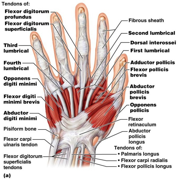 hand muscle structure