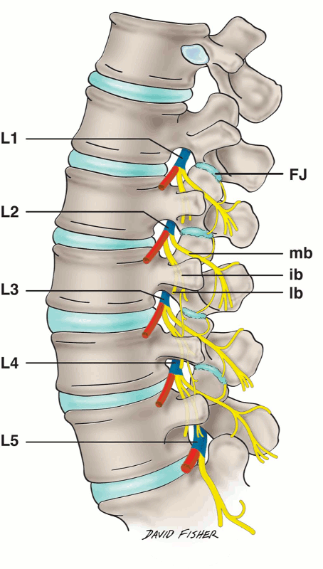 A visual tour of the lumbar nerve roots - Tom’s Sciatica Newsletter