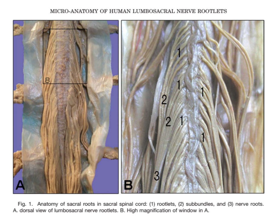 A visual tour of the lumbar nerve roots - Tom’s Sciatica Newsletter