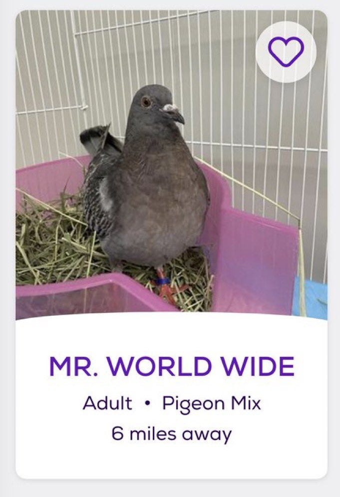 Talking With Petfinder Names The Only Good Twitter Account talking-with-petfinder-names-the-only-good-twitter-account