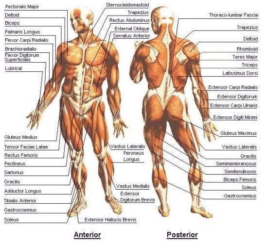 Muscles On The Inside Skin Hair And Nails On The Outside Key Body Parts