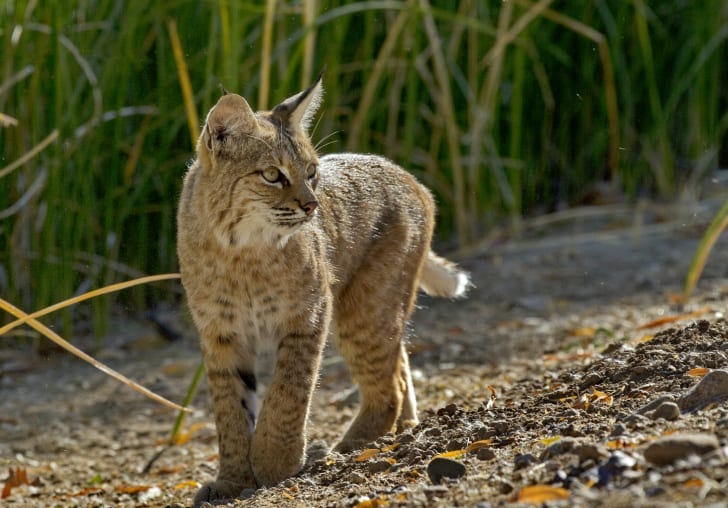 dangerous cat breeds