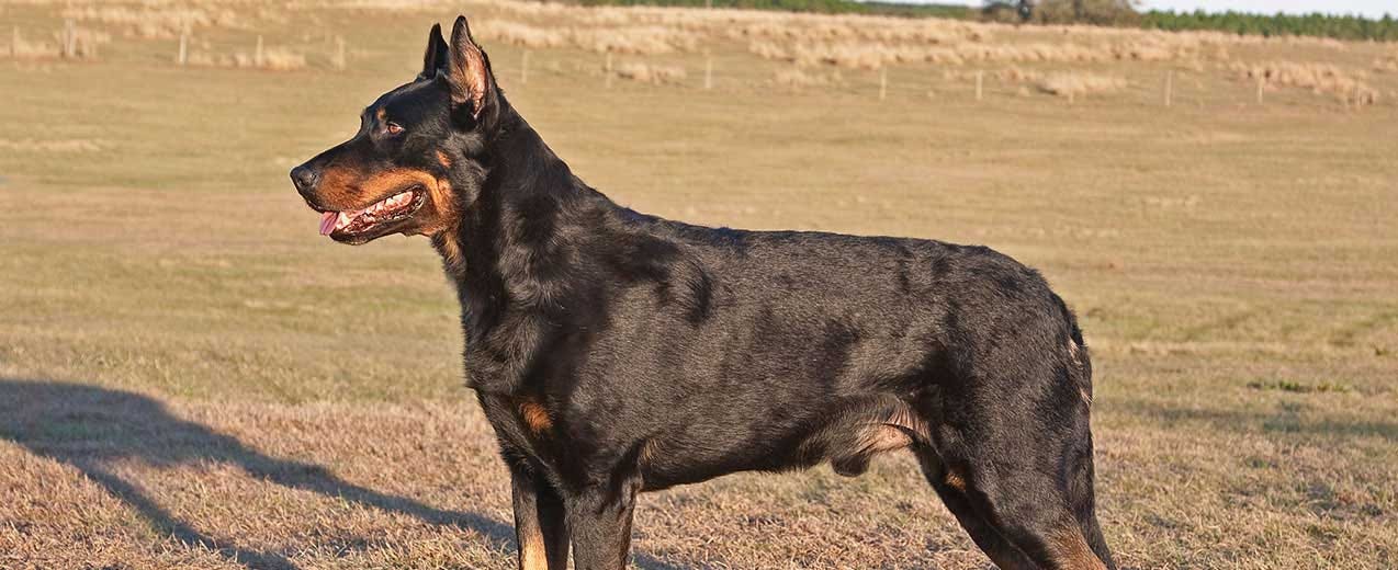 beauceron guard dog
