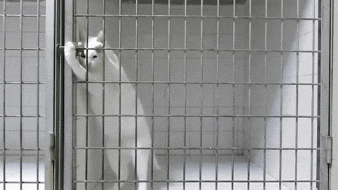 Kittens In A Cage GIFs - Get the best GIF on GIPHY