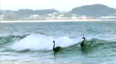 Image result for black swan surfing gif