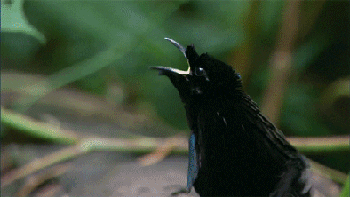 A nutso black-and-neon bird calls a lady over and does a hoppy little mating dance. [gif]