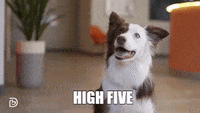 High Five Great Job GIF by Dogtopia