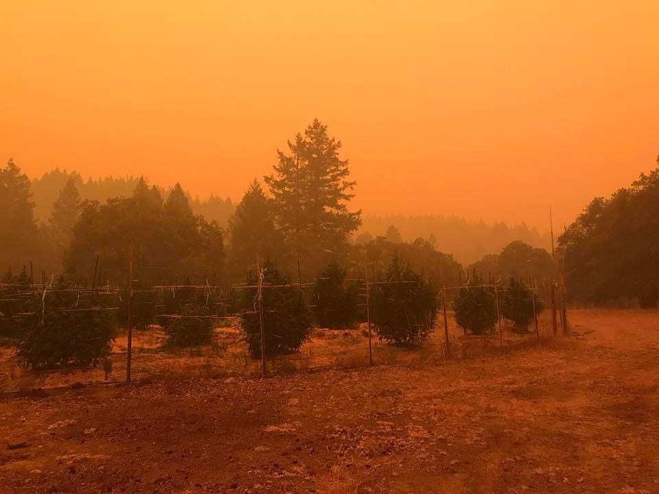 California wildfires present a unique threat to the state's cannabis crop.