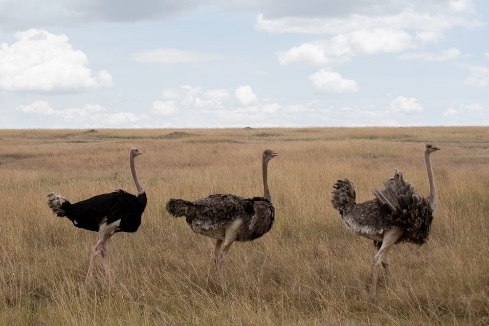 three black ostriches on field
