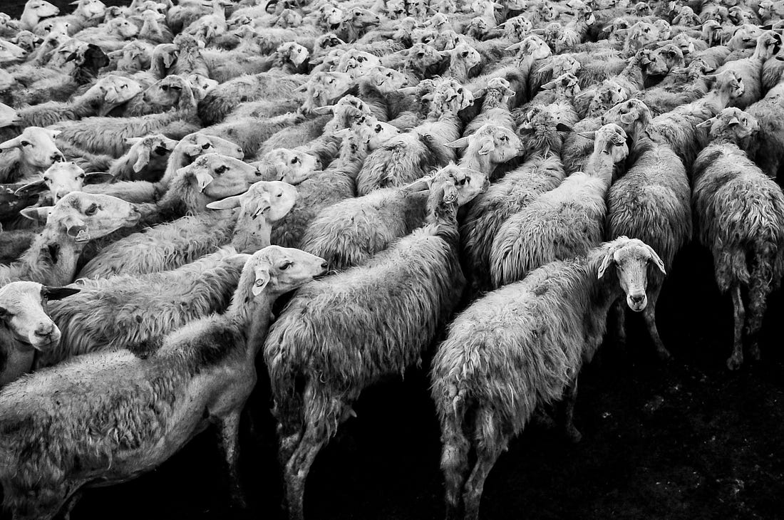 Herd of sheep for article by Larry G. Maguire