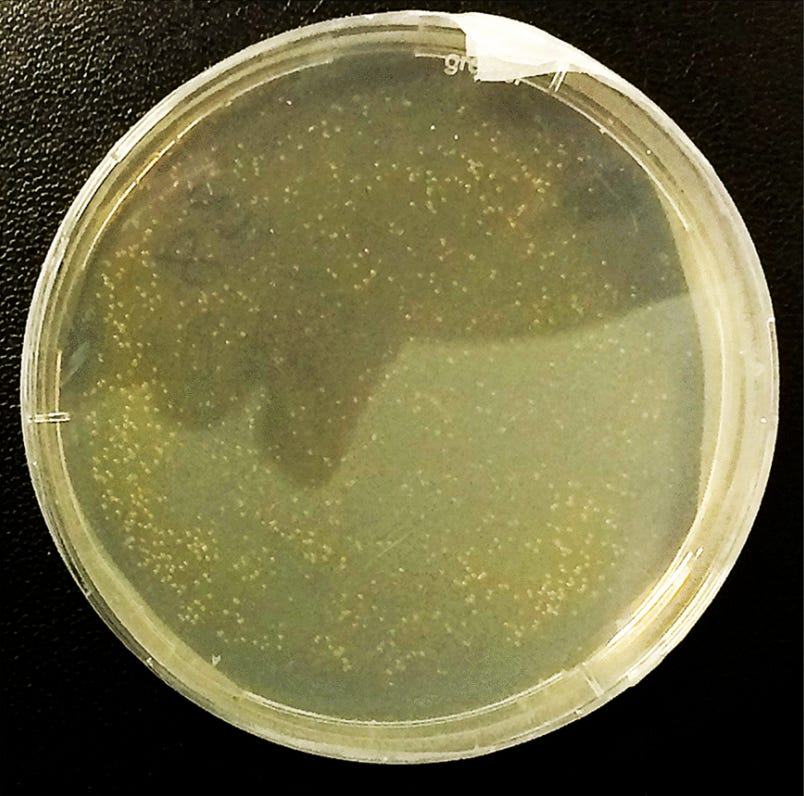 Colonies on yeast extract agar from million year old sediments