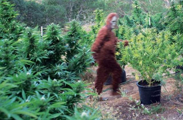 Bigfoot Captured on his Illegal Marijuana Cultivation Site in Humboldt  County - Active NorCal
