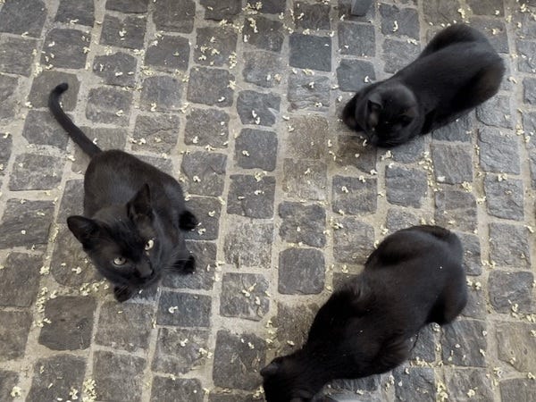 Gattini di Atene.