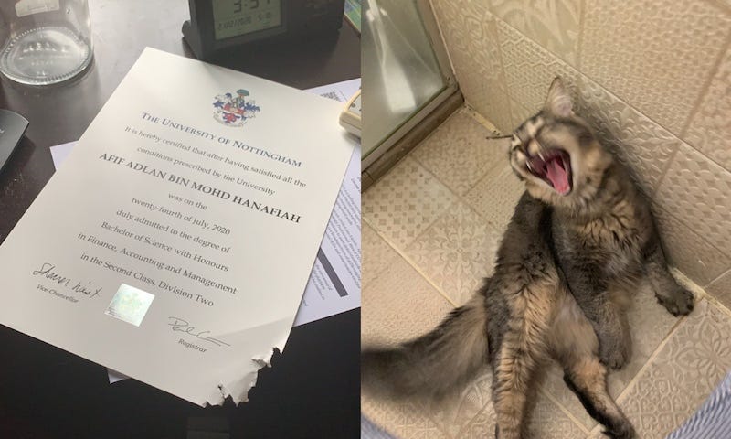 Mika went viral online after ripping up an important document belonging to his owner. — Pictures from Twitter/mamblonumber5