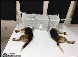 Fauci under fire for 'puppy experiments' that utilized disease-causing  parasites | Daily Mail Online