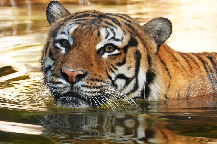 Malayan tiger Eko.