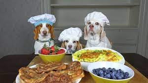Dogs Cook Breakfast: Tasty Breakfast Ideas w/Funny Dogs Maymo, Penny &  Potpie - YouTube