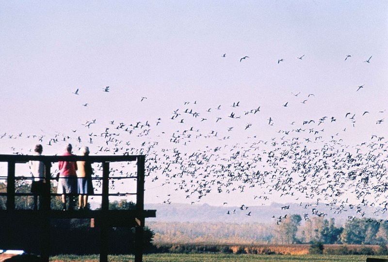 File:People watching flock of birds from bird viewing deck.jpg