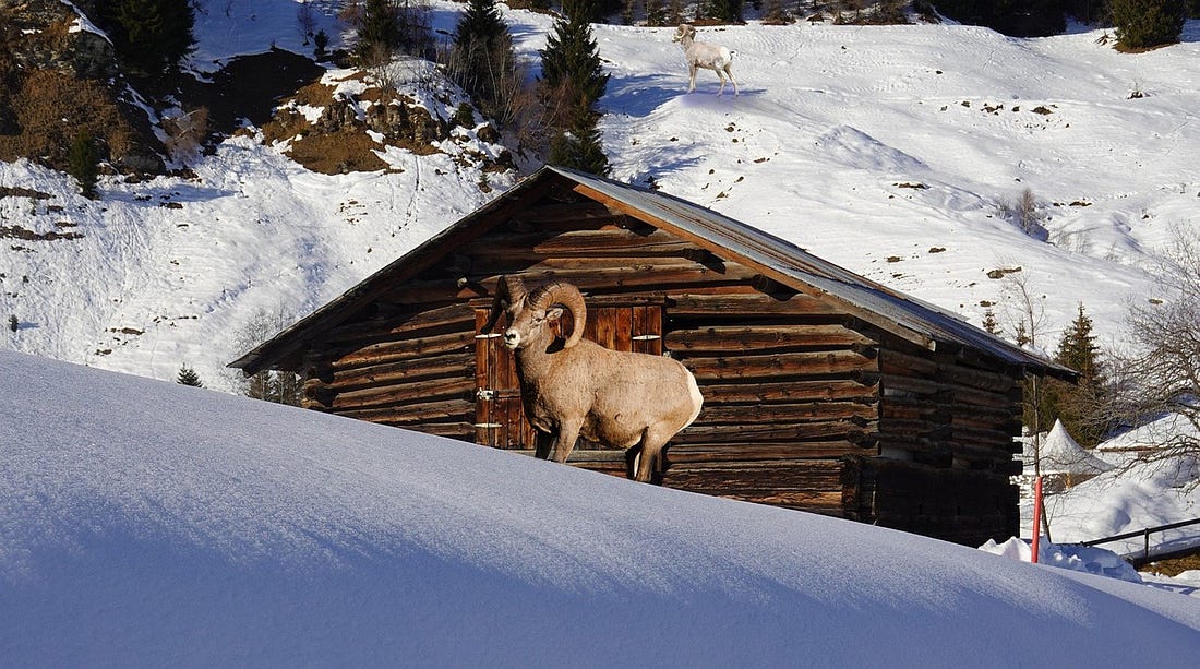 Mountains Cabin Sheep - Free photo on Pixabay