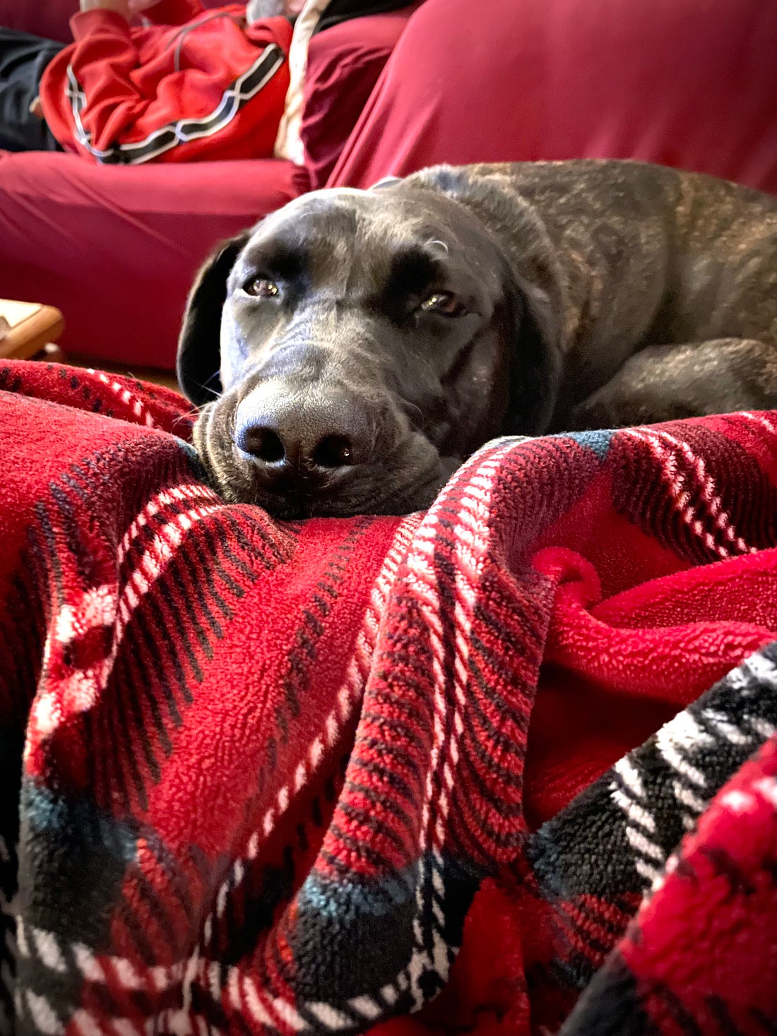 A sleepy black dog rests her head on a plush red blanket and looks blearily at the camera. In the background, a person lays on the couch. 