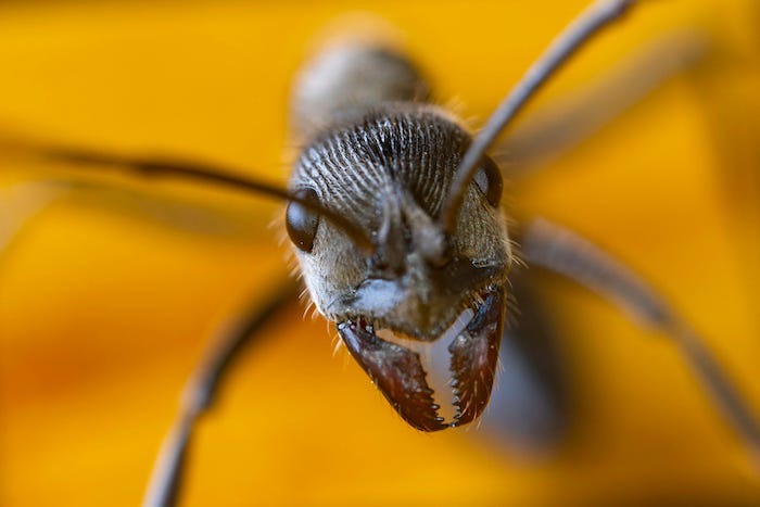 ant close up.jpg