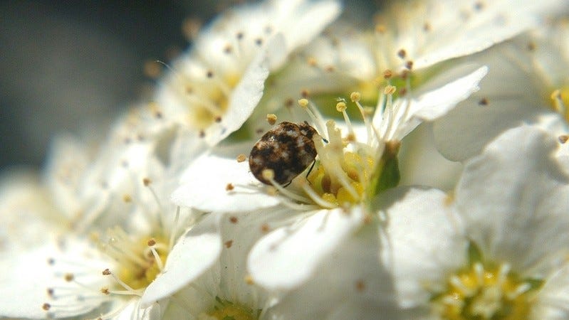 An adult varied carpet beetle on white flowers