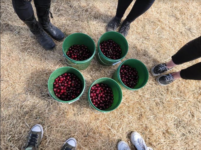 5 buckets of cherries on the ground surrounded by 5 pairs of feet in shoes