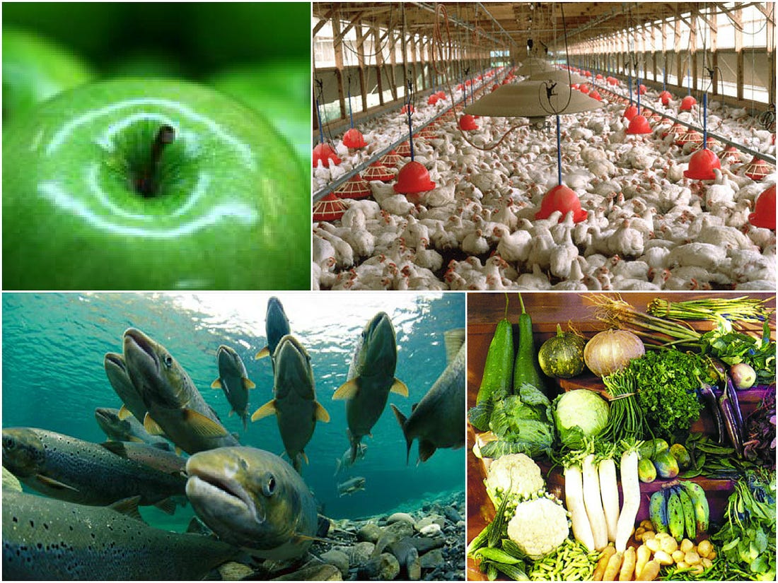 It makes the most sense, from an energy perspective, to grow vegetables, fruits, chicken and fish locally in Singapore.