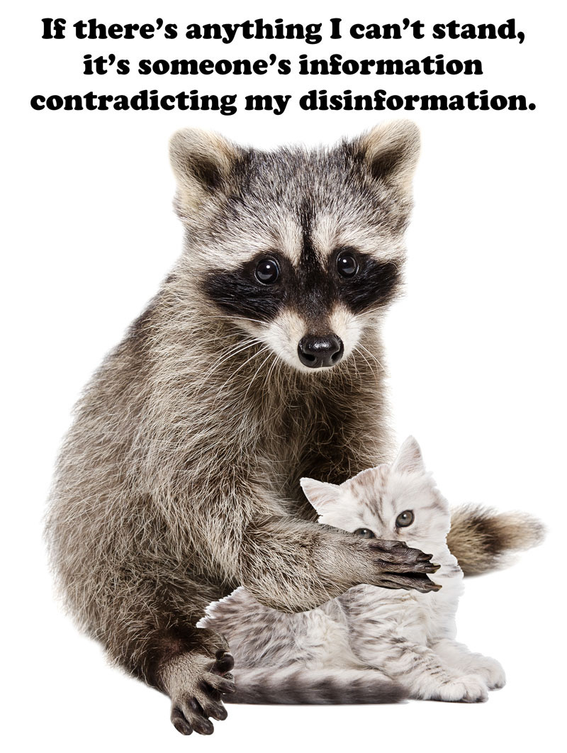 Raccoon Kitten Poster: Someone's Information Contradicting My Disinformation