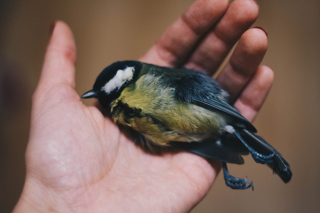 White-skinnedh and holding a dead songbird with a yellow chest. 