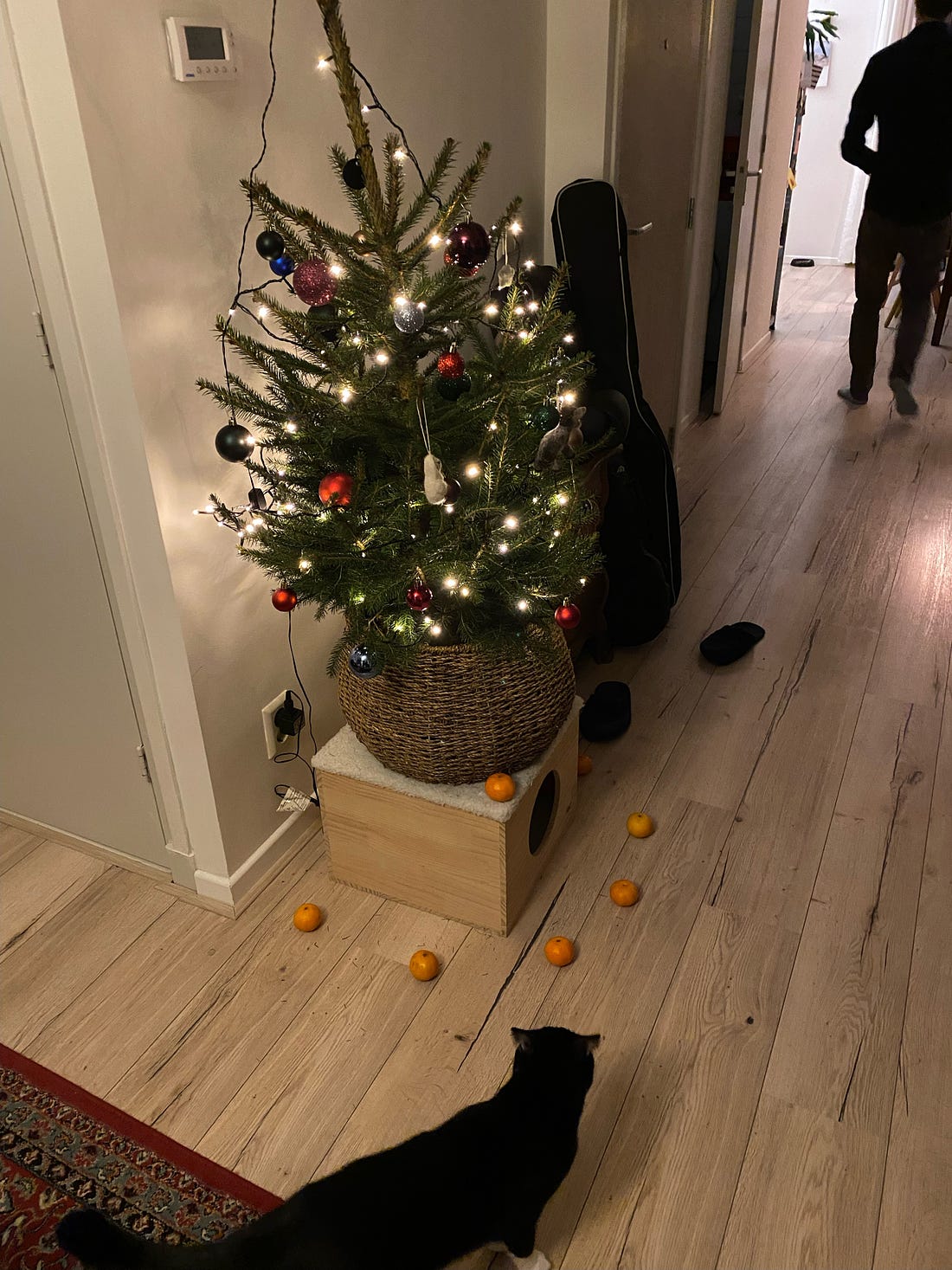 foto van een kerstboom waar mandarijntjes omheen liggen. De kat staat op afstand er naar te kijken: