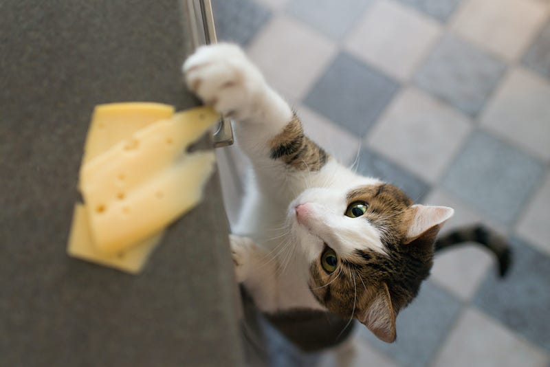 Can Cats Eat Cheese? Is it Good or Bad? – Cooper Pet Care
