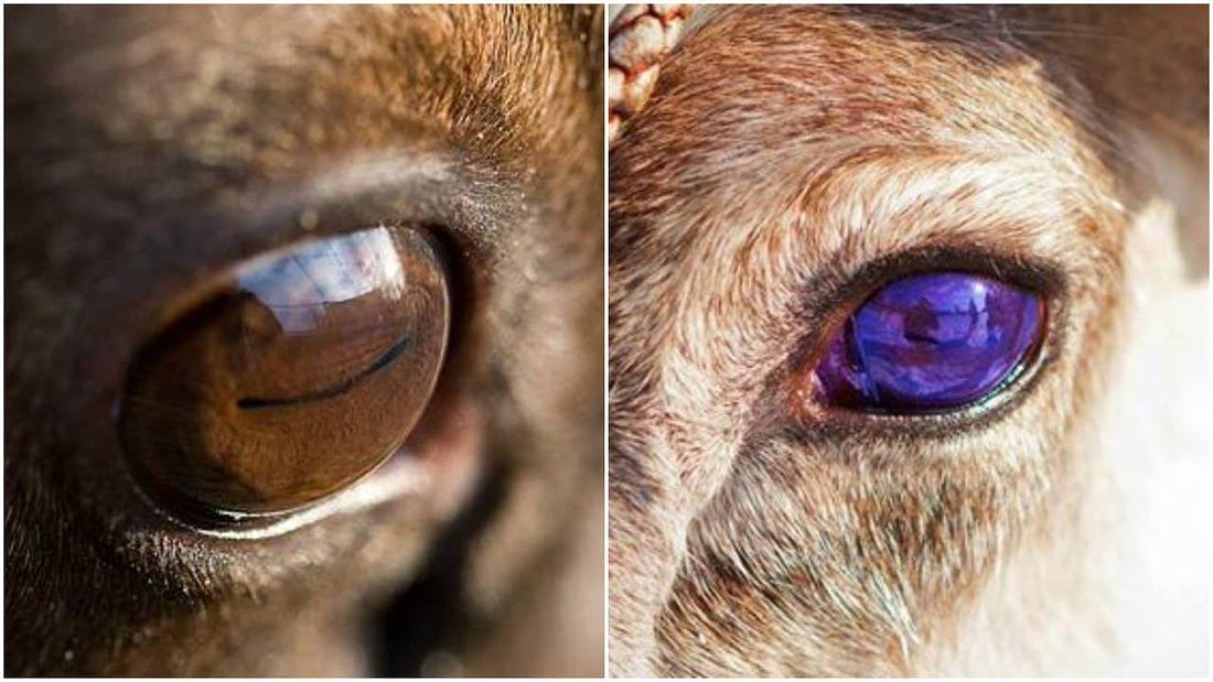 Science girl on Twitter: "Reindeer eyes turn blue in winter. The bit that  changes is the tapetum lucidum. This is a mirrored layer behind the retina,  which help animals see in dim