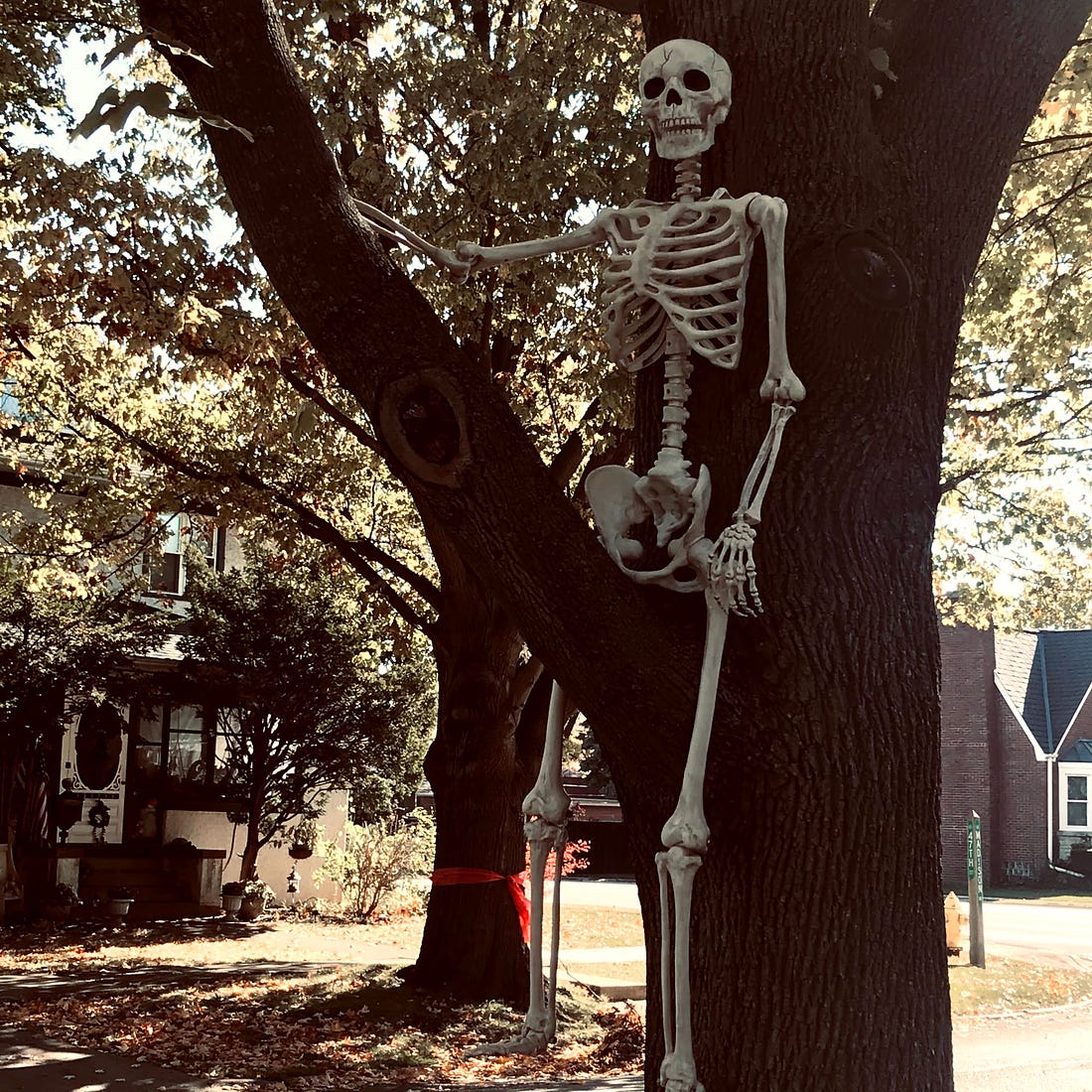 A skeleton Halloween decoration sitting on a tree branch.