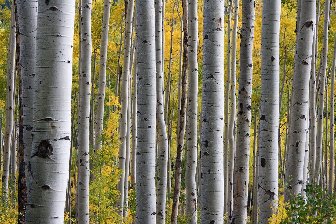 closeup image of the trunks of silver birch trees for article by Larry G. Maguire