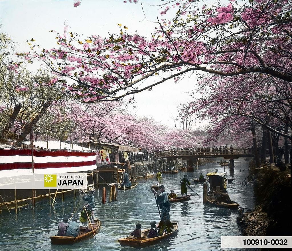 100910-0032 - Cherry blossom at the Edogawa River