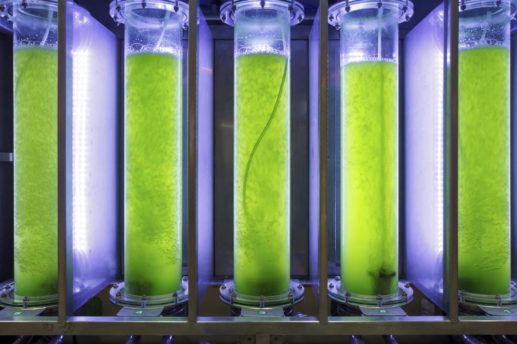 Biofuels from algae: a budding technology yet to become viable | EU Science  Hub