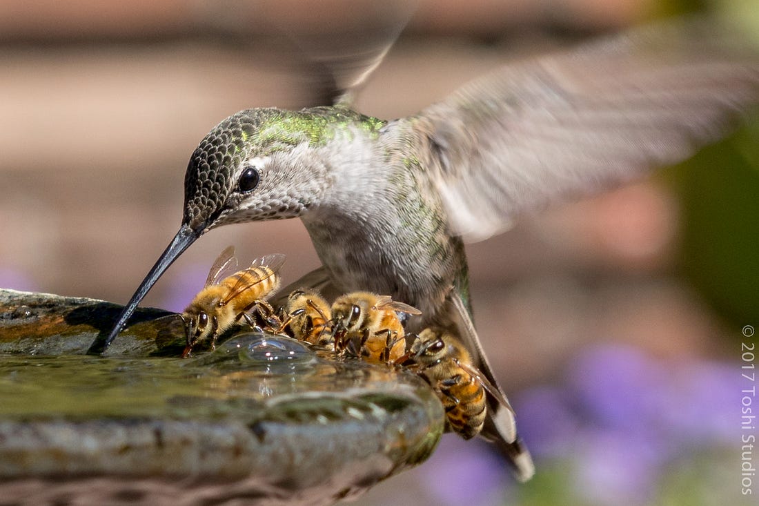 Hummingbird and Four Bees