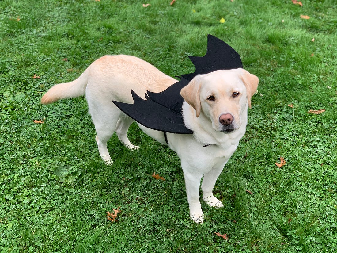 Labrador retreiver in a bat costume