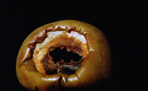 imagem da maçã em estado avançado de decomposição, disforme e escura