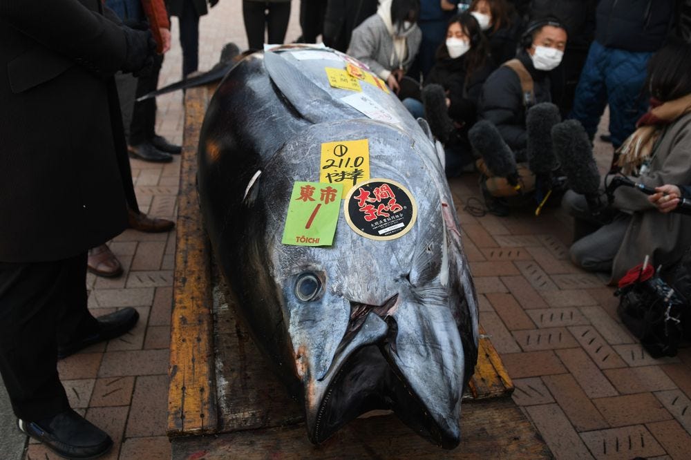 The most expensive tuna sold at this year’s first auction at Toyosu Market.