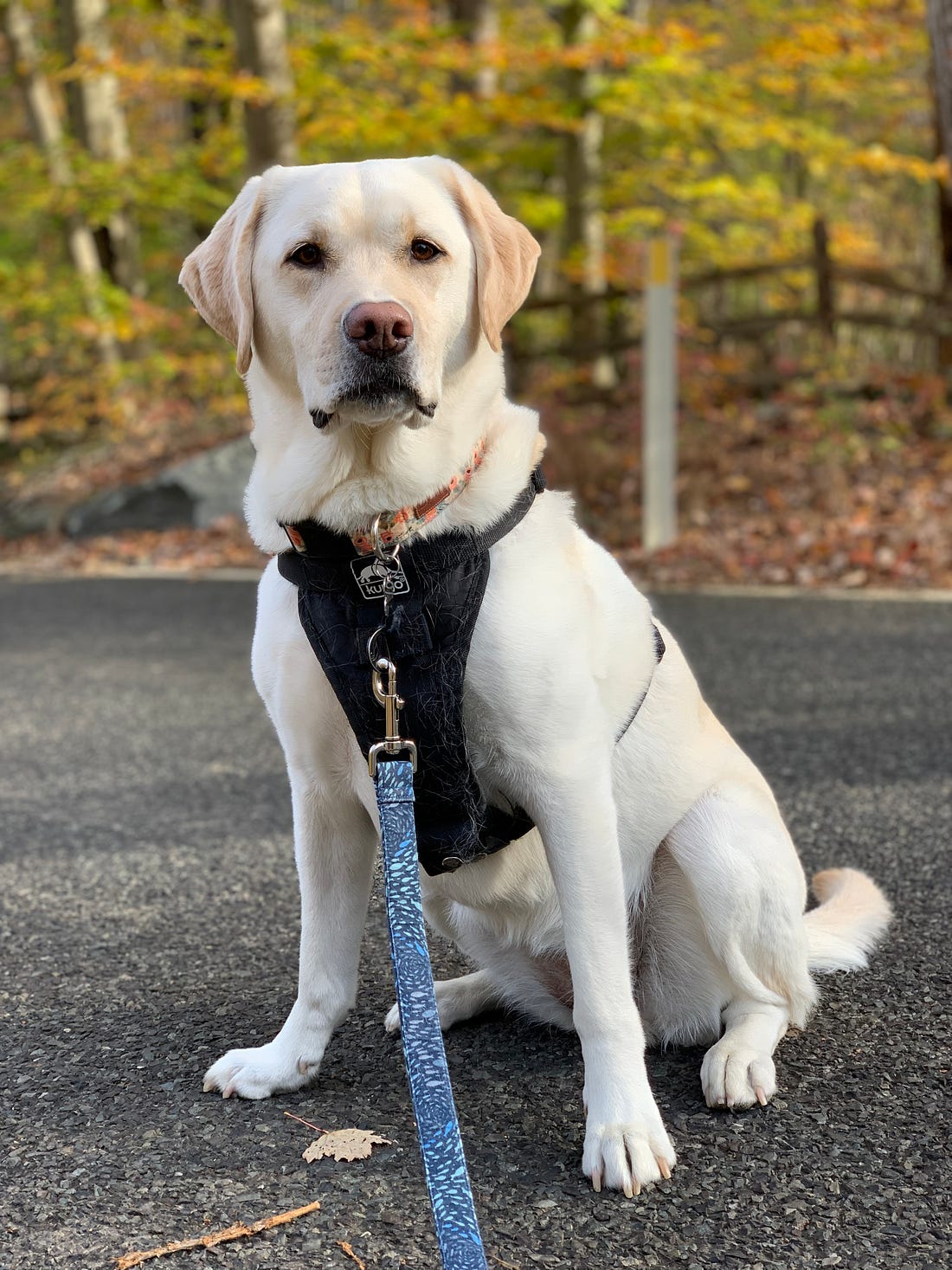 a yellow Labrador retriever poses in front of yellow and green fall foliage